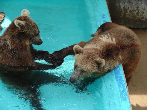 Bear  Playing In Pool