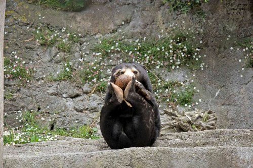 Bear Playing With Coconut