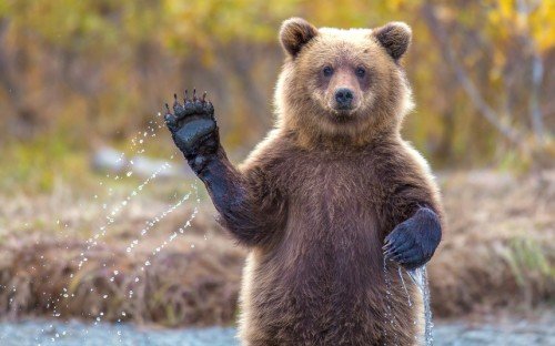 Bear Saying Hello
