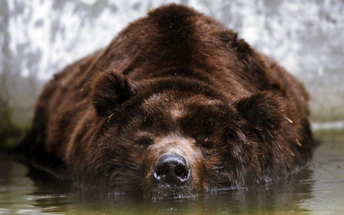 Bear Sleeping In Water