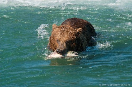Bear Swiming And Hunting
