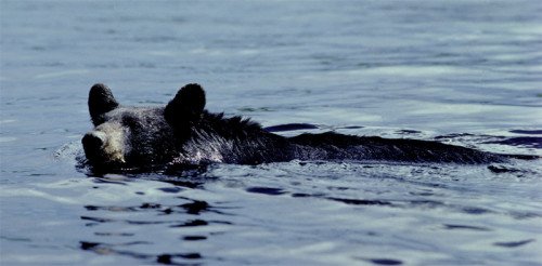 Bear Swiming