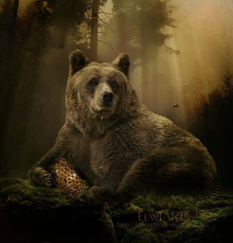 Bear Wallpaper (2)