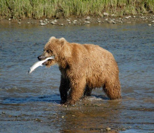 Bear With A Fish