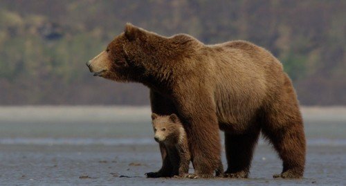 Bear With Cub