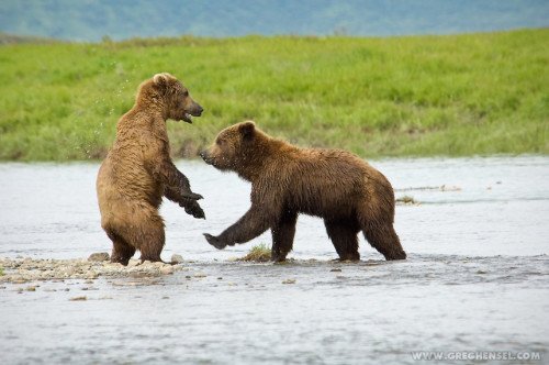 Brown Bears Playing