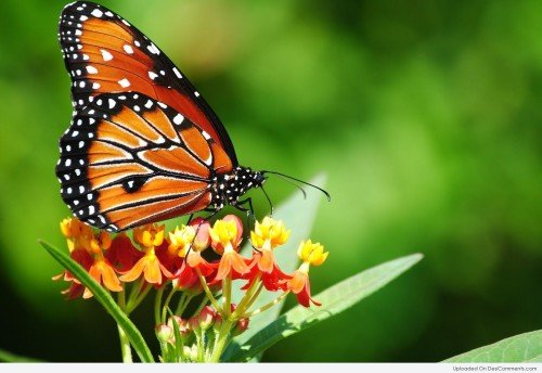 Beautiful Butterfly On Flower