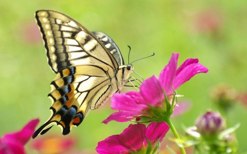 Beautiful Butterfly On Pink Flower