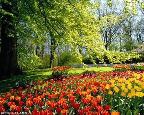 Beautiful Colorful Flowers In Spring Season