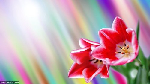 Beautiful Colorful Tulips Flower Graphic