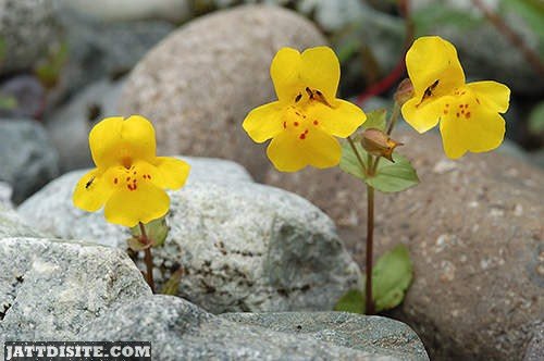 Beautiful Yellow Flowers