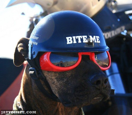 Bite Me Glasses & Helmet