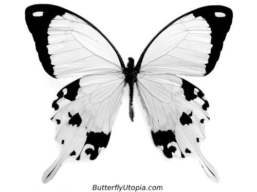 Black And White Butterfly