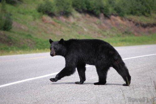 Black Bear Crossing The Road