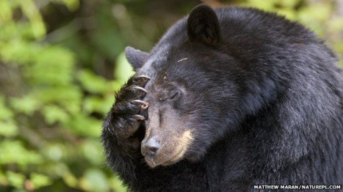 Black Bear In Deep Thinking