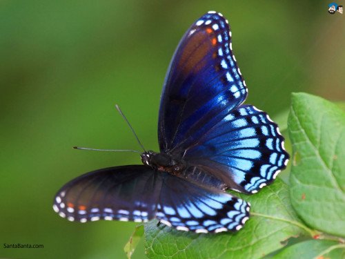 Blue Butterfly