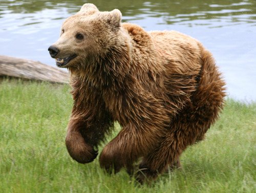 Brown Bear Going Jump