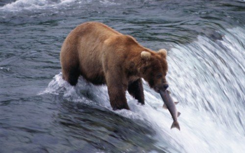 Brown Bear Hunting Fish