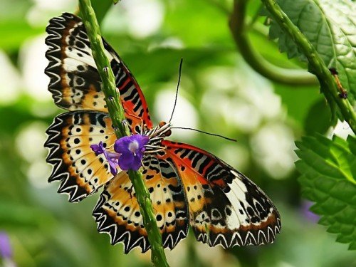 Butterfly Cool Wallpaper