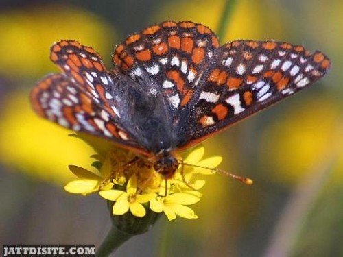 Butterfly On Flowers Graphic