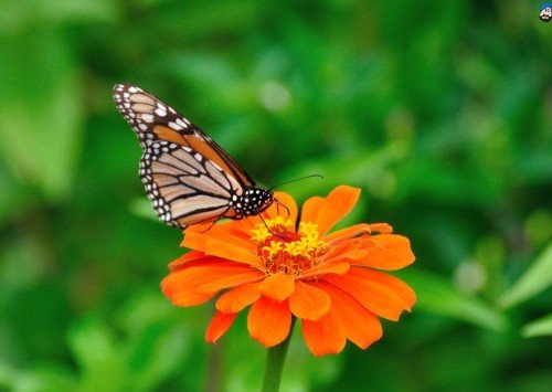 Butterfly On Orange Flower