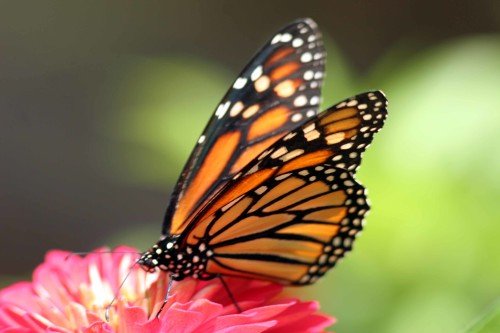 Butterfly On Pink Flower