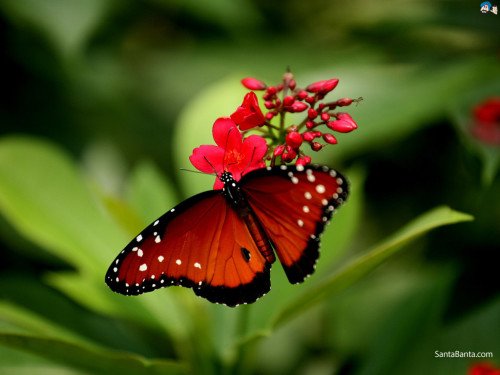 Butterfly On Red Flower