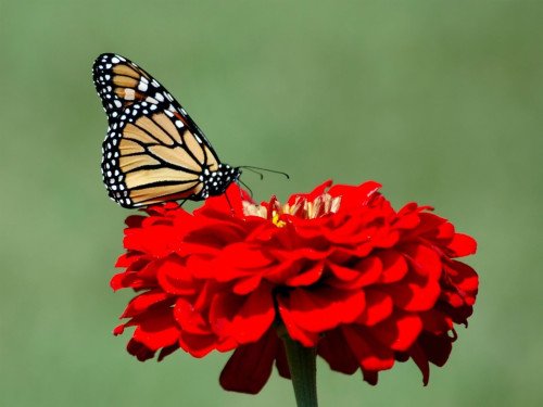 Butterfly On Red Flower HD Wallpaper