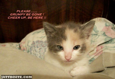 Cheer Up Kitten