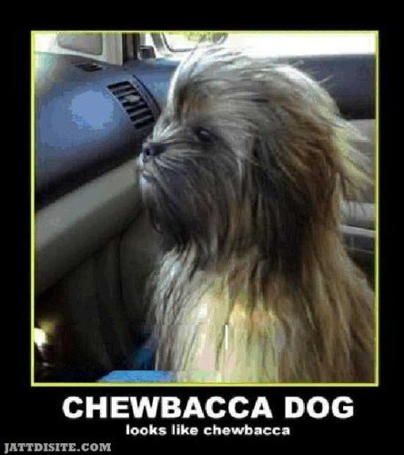 Chewbacca Dog Looks Like Chewbacca - Dogs Quote