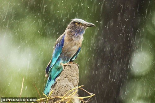 Colourful Bird In Rain