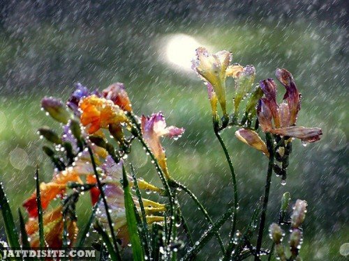 Colourful Flowers In Rain