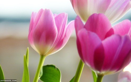 Colourful Spring Garden Image