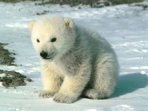 Cub Polar Bear In Anger