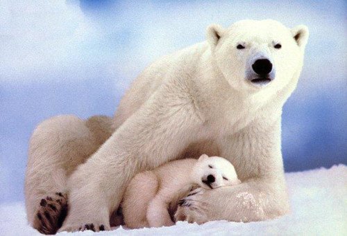 Cub Polar Bear Sleeping