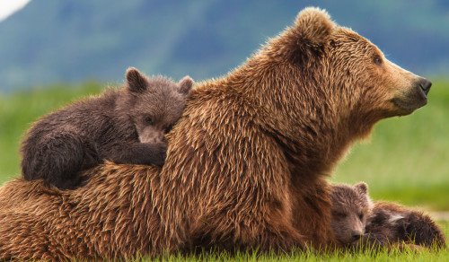 Cubs On Bear