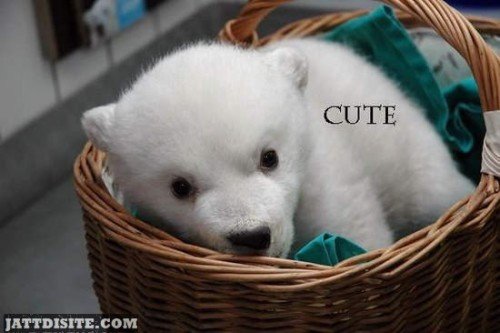 Cute White Dog Grahic