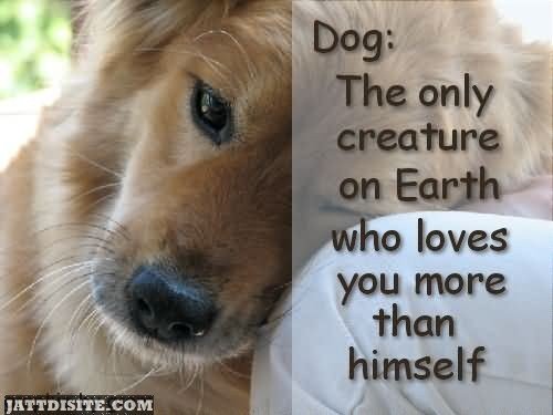 Dog The Only Creature On Earth Who Loves You More Than Himself - Dogs Quote