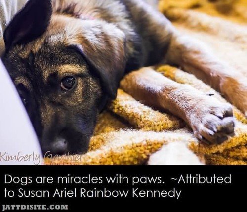 Dogs Are Miracles With Paws Attributed To Susan Ariel Rainbow Kennedy - Dogs Quote