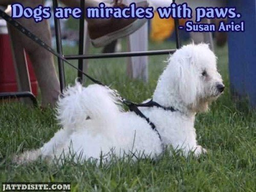 Dogs Are Miracles With Paws - Miracles Quote