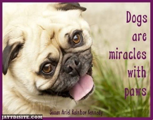 Dogs Are Miracles With Paws - Miracles Quotes