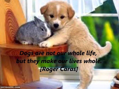 Dogs Are Not Our Whole Life But They Make Our Lives Whol