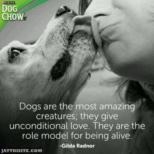 Dogs Are The Most Amazing Creatures They Give Unconditional Love They Are The Role Model For Being Alive - Dogs Quote