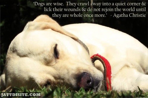 Dogs Are Wise