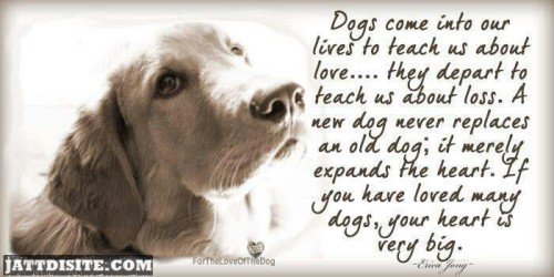 Dogs Come Into Our Lives To Teach Us About Love They Depart To Teach Us About Loss