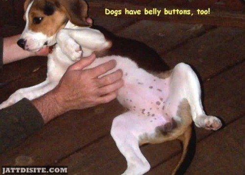 Dogs Have Belly Buttons Too