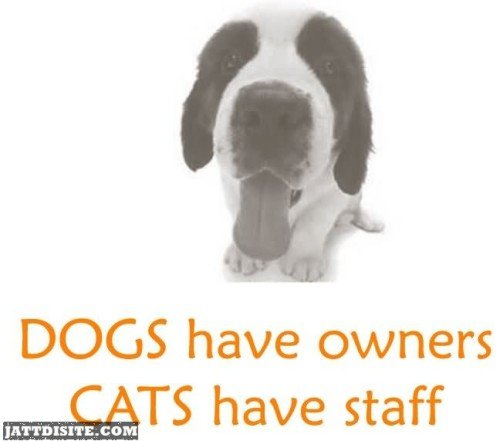 Dogs Have Owners Cats Have Staff - Cats Quote