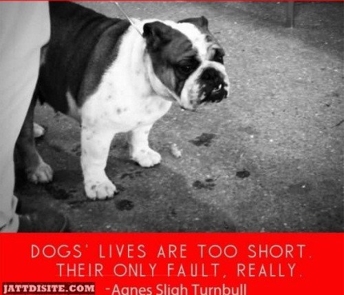 Dogs Lives Are Too Short Their Only Fault Really - Agnes Sligh Turnbull
