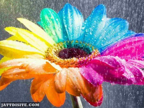 Flower In Rain