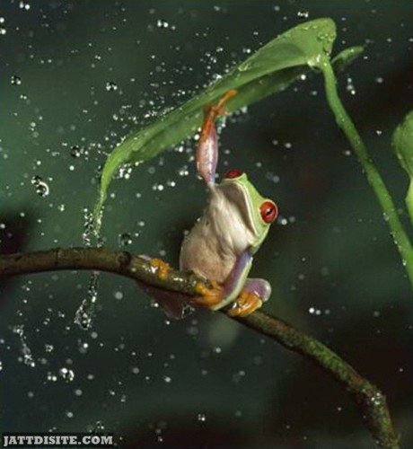 Frog In Rain